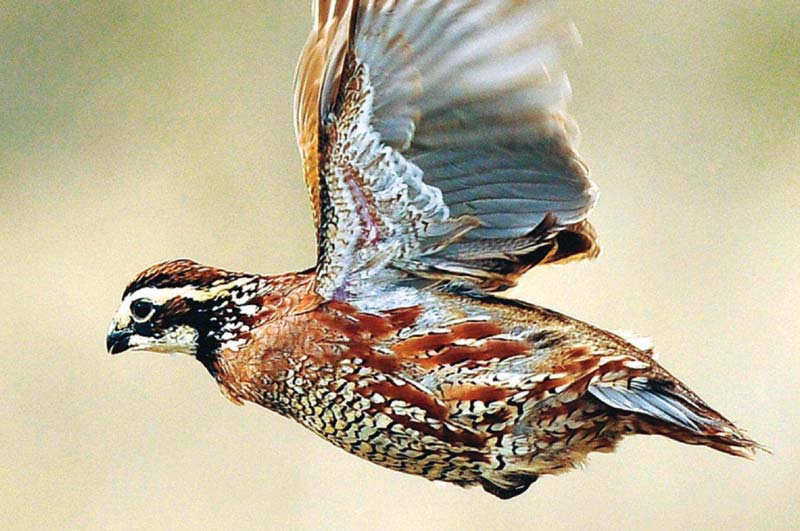 Quail flying mid-air