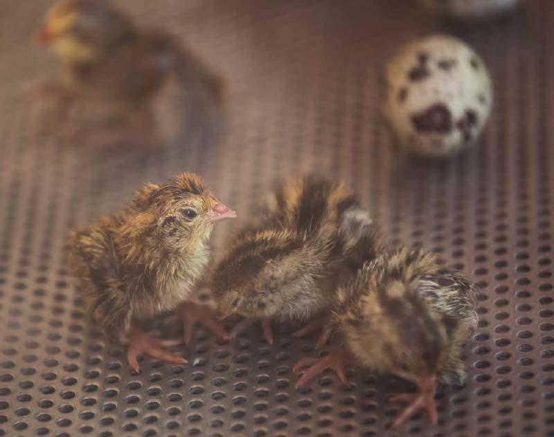 baby quails