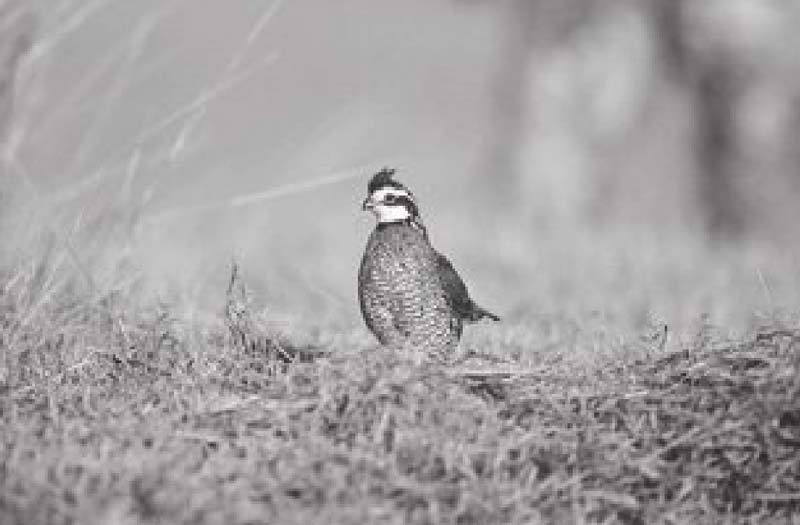 Black and white image of a quail