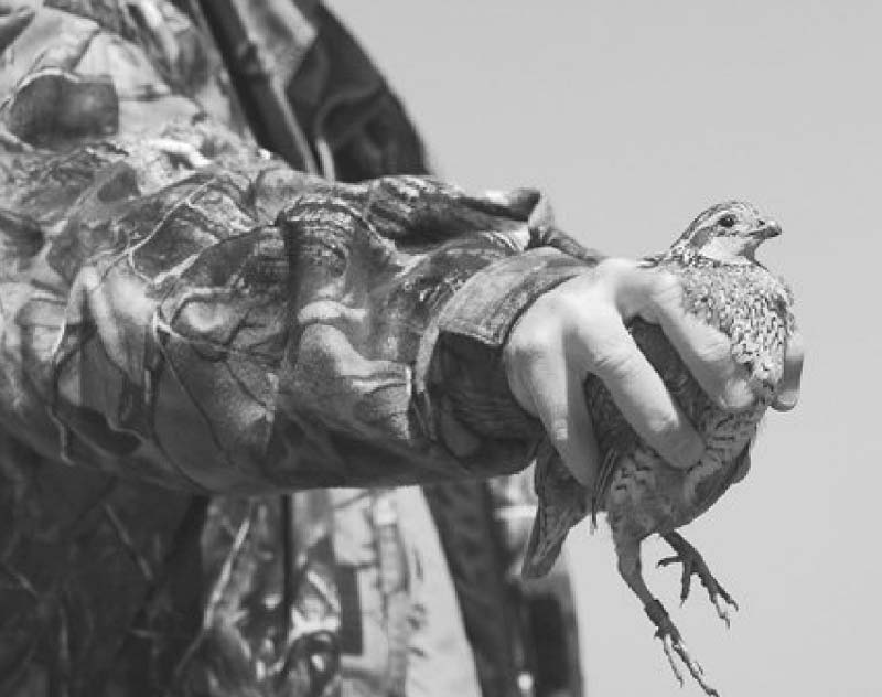 Man holding a quail, black and white image