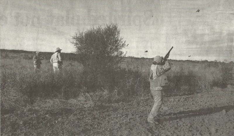 Dallas Morning News clipping of hunting quail