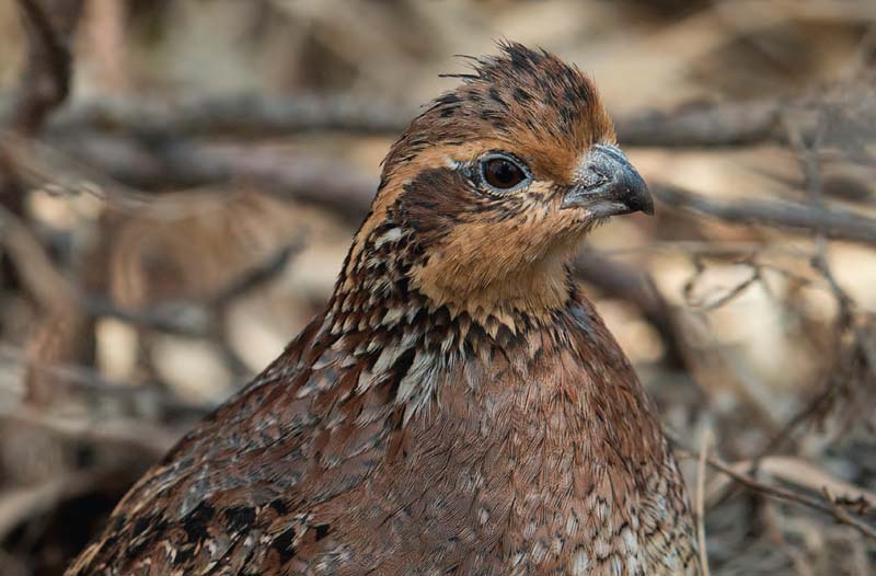 Close up of a brown feathered quail