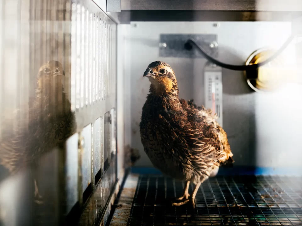 Bob-white quail in disease study