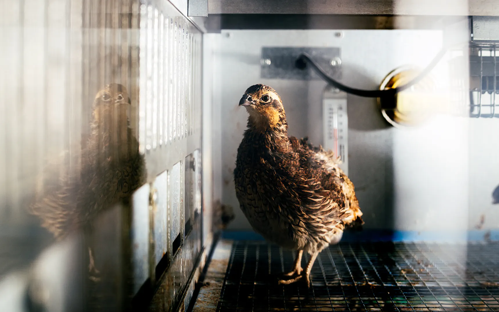 Bob-white quail in disease study