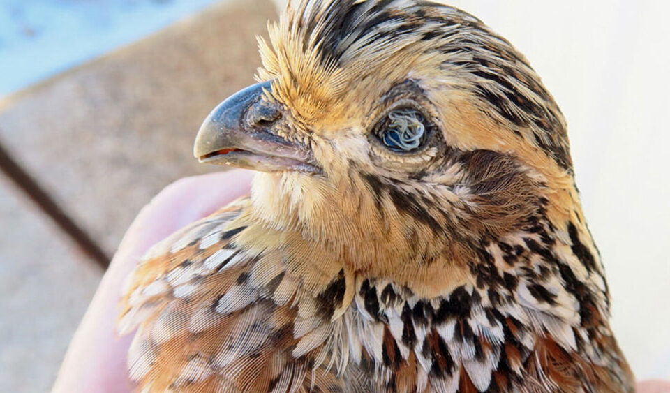 Quail with parasite in it's eye