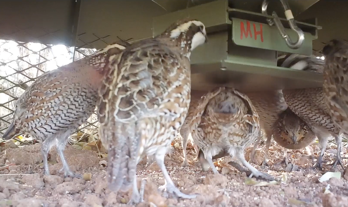 Quails feeding