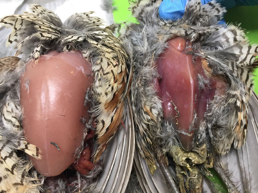 quail-breasts